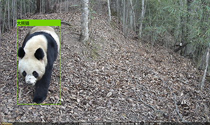 红外相机野生动物识别模型